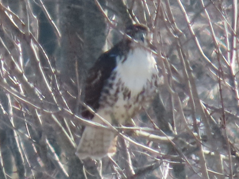 Red-tailed Hawk - ML412292481