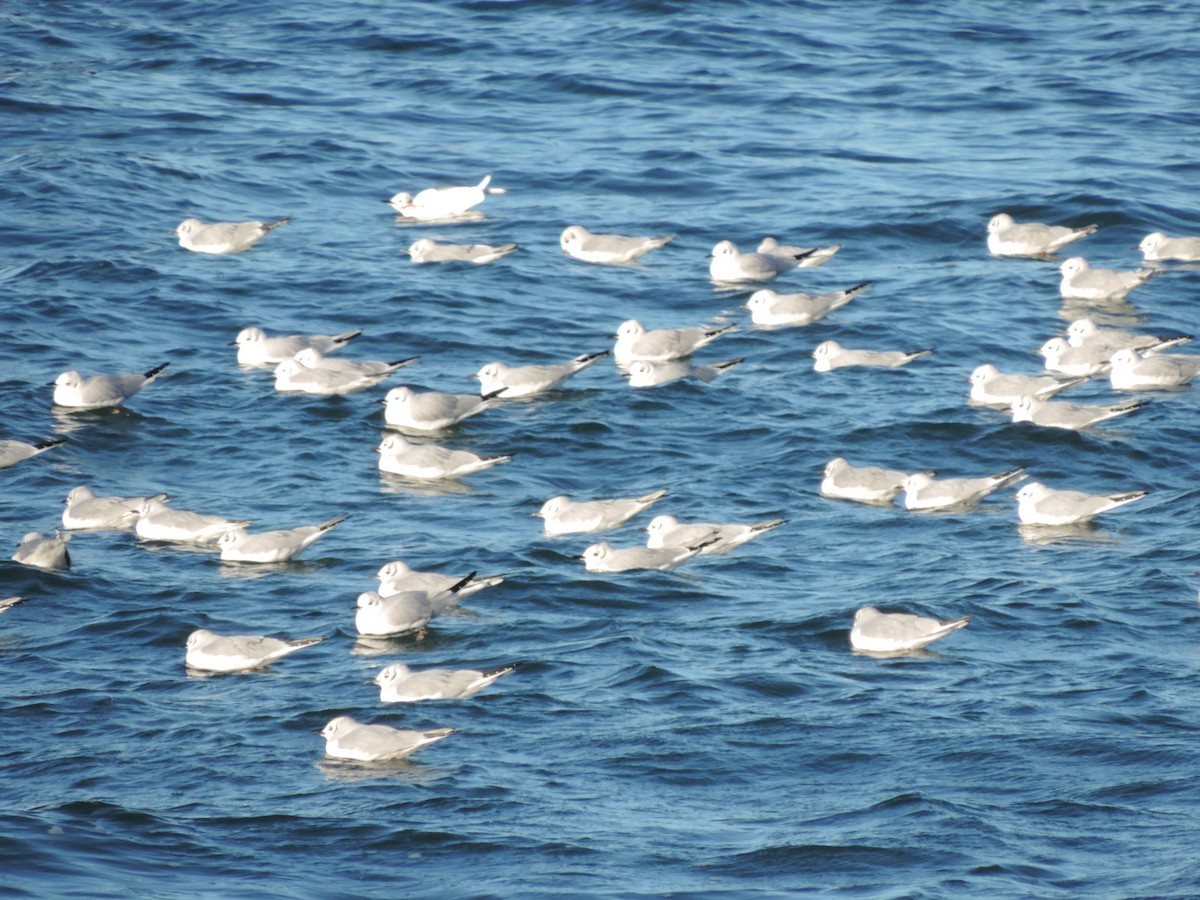 Mouette de Bonaparte - ML412292751