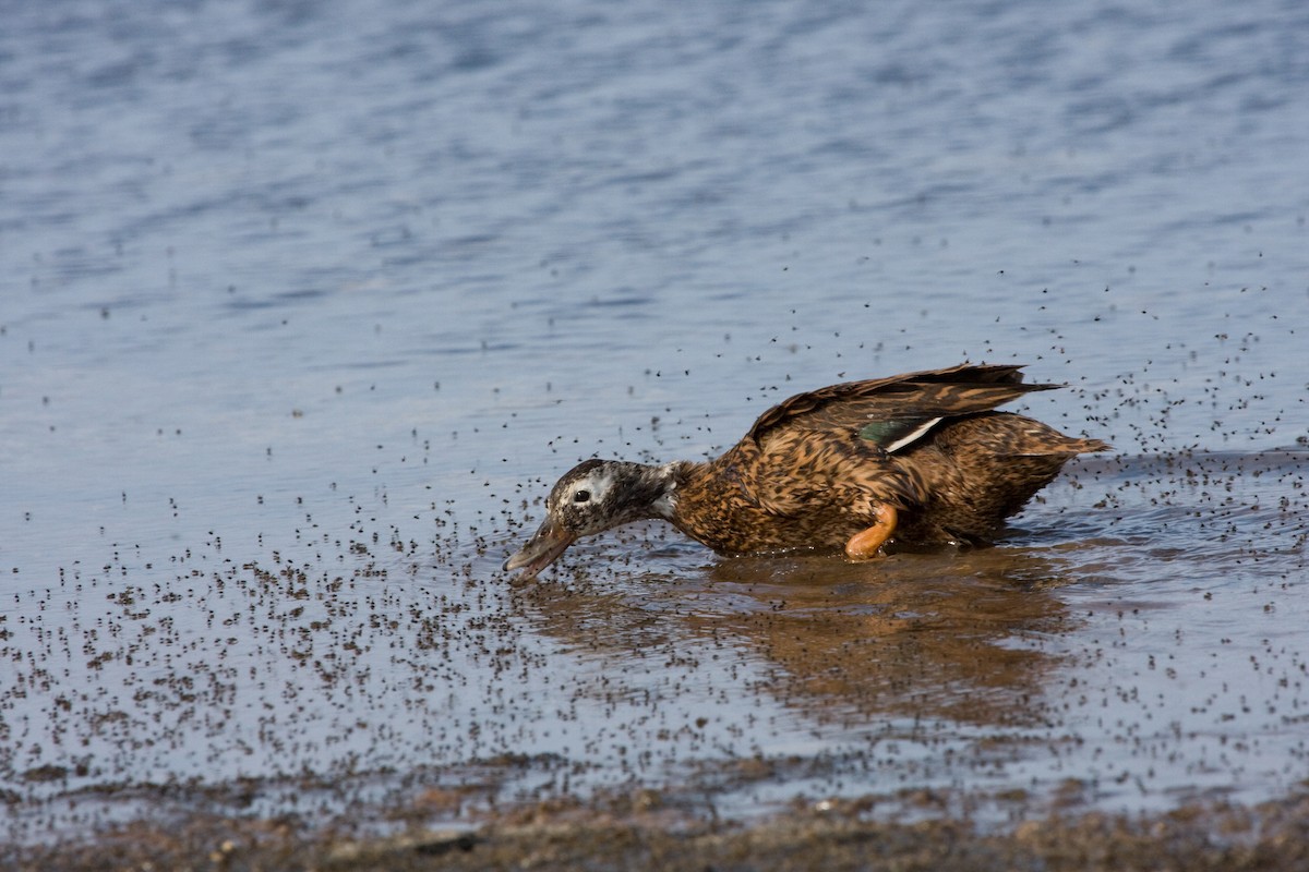 Canard de Laysan - ML41229301