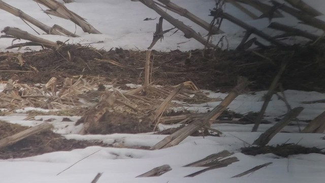 Lapland Longspur - ML412293021