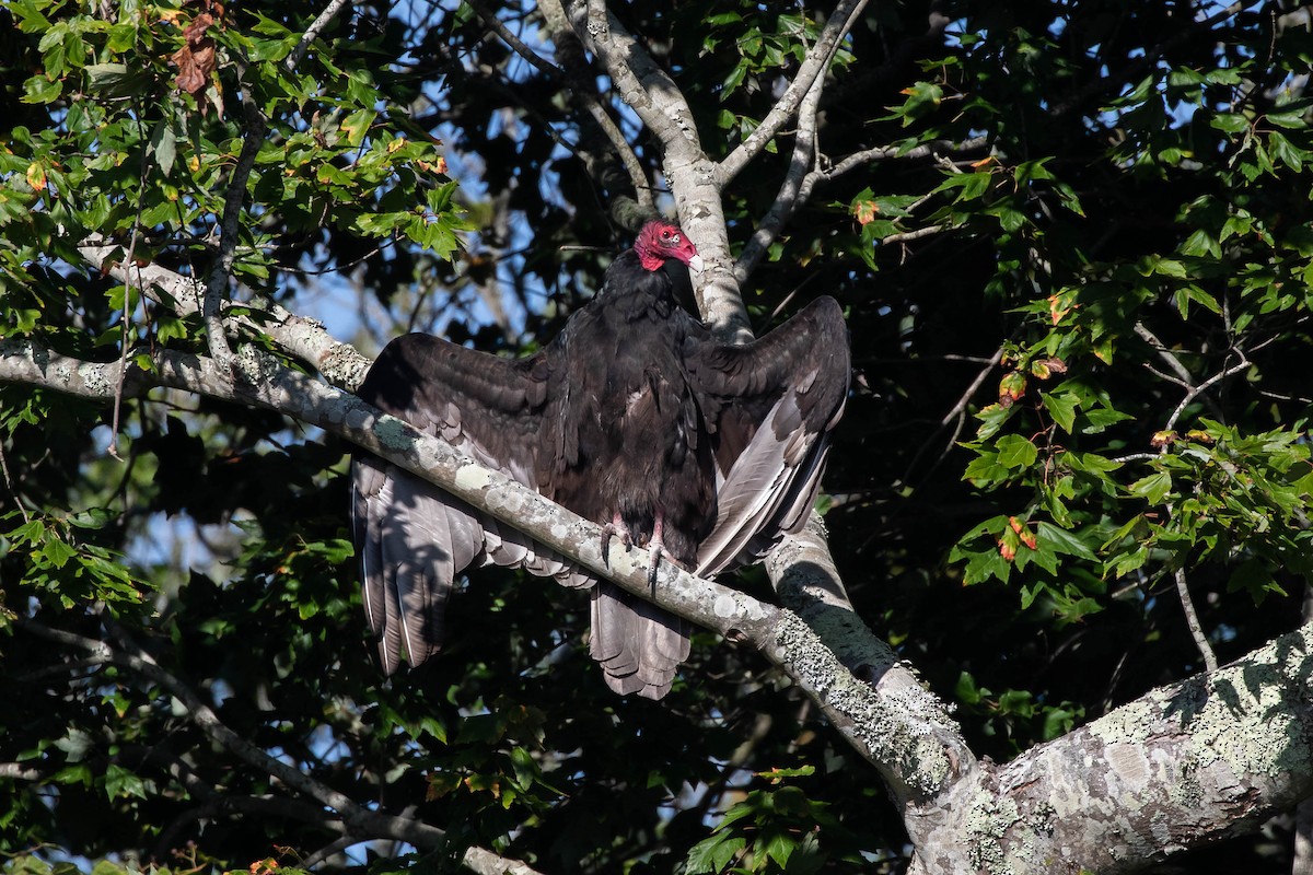 Urubu à tête rouge - ML412293081