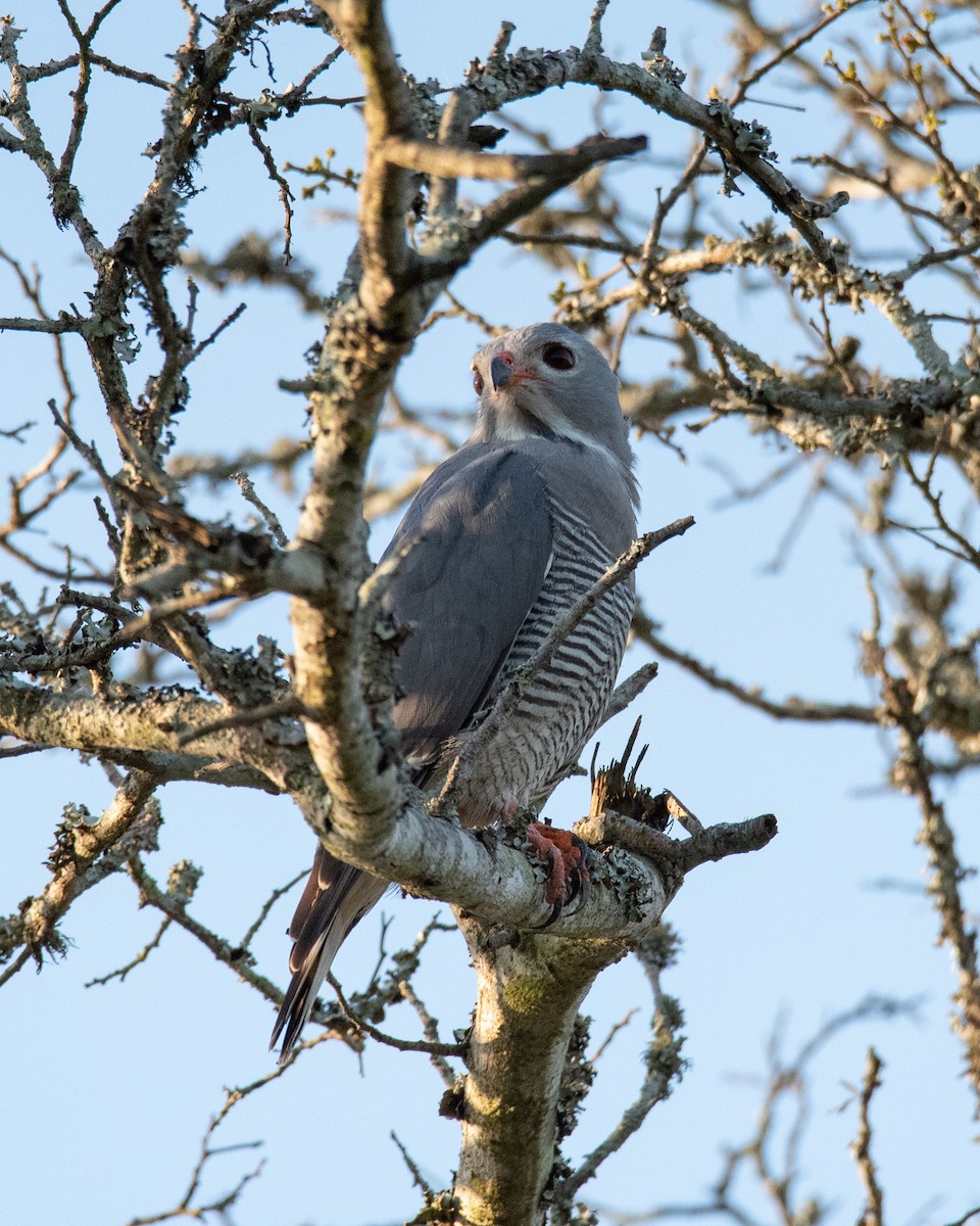 Lizard Buzzard - ML412295201