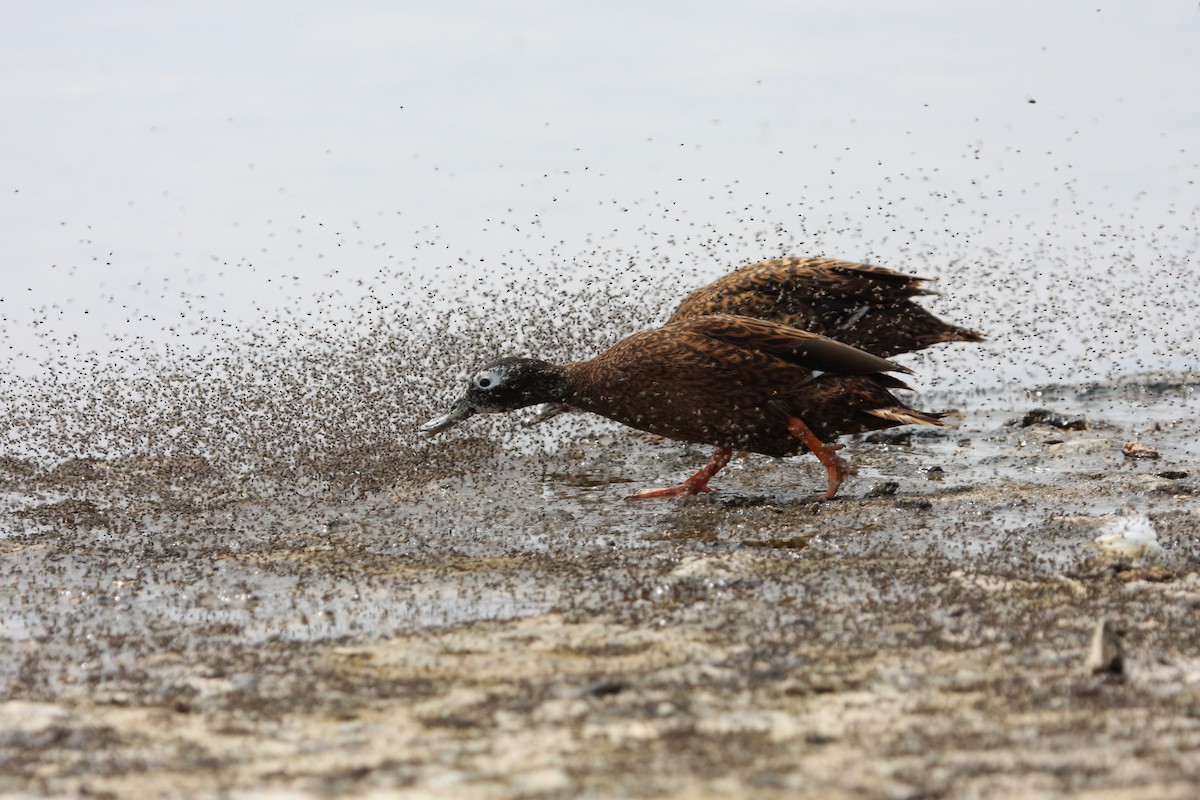 Canard de Laysan - ML41229821