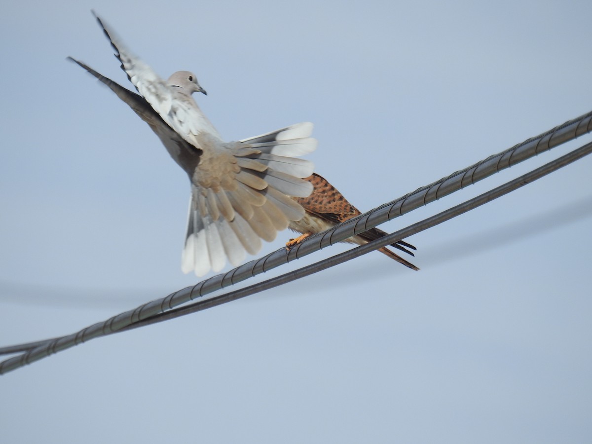 Eurasian Collared-Dove - ML412298391