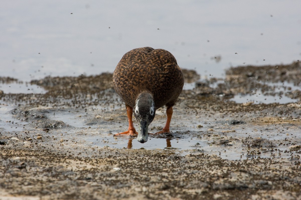 Laysan Duck - Robby Kohley