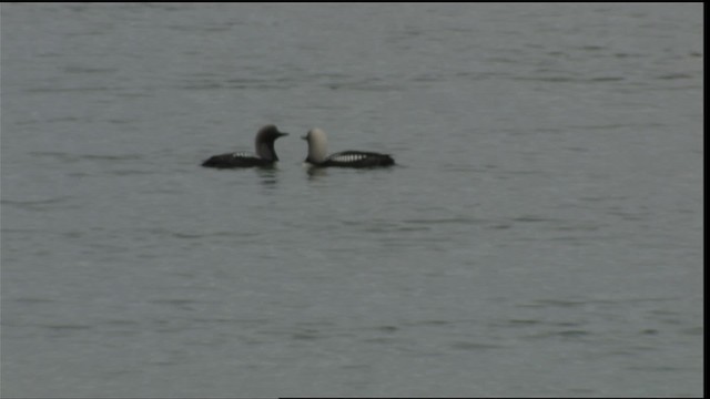 Pacific Loon - ML412299