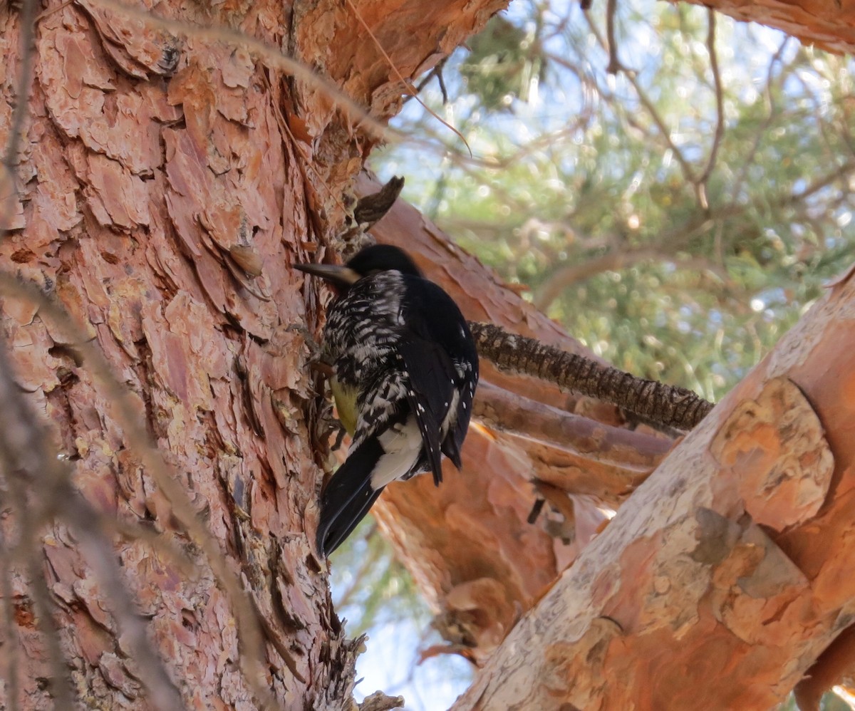 Williamson's Sapsucker - ML412299221