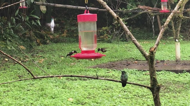 Purple-throated Woodstar - ML412301691
