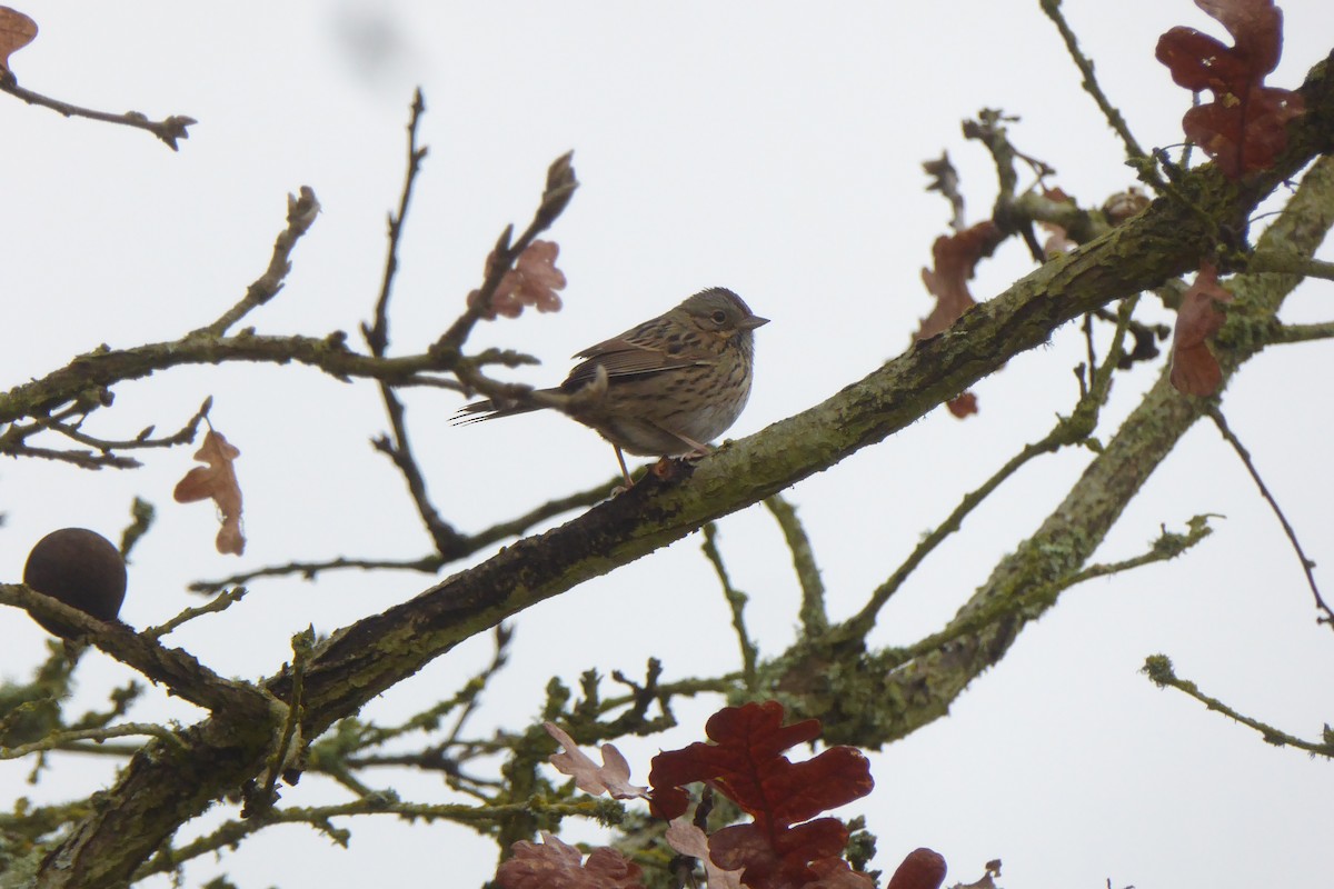 Lincoln's Sparrow - ML412301781