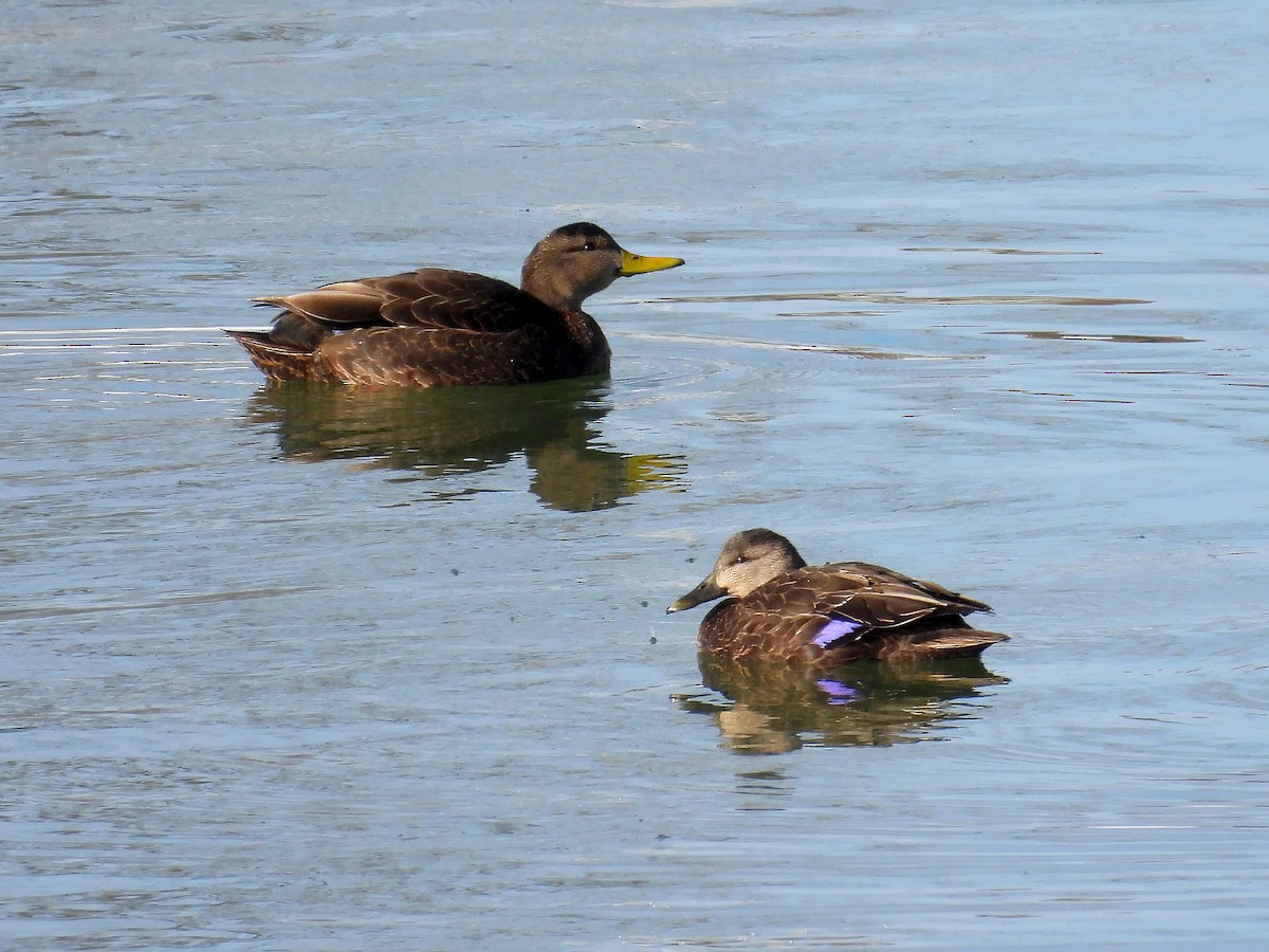 American Black Duck - ML412304001