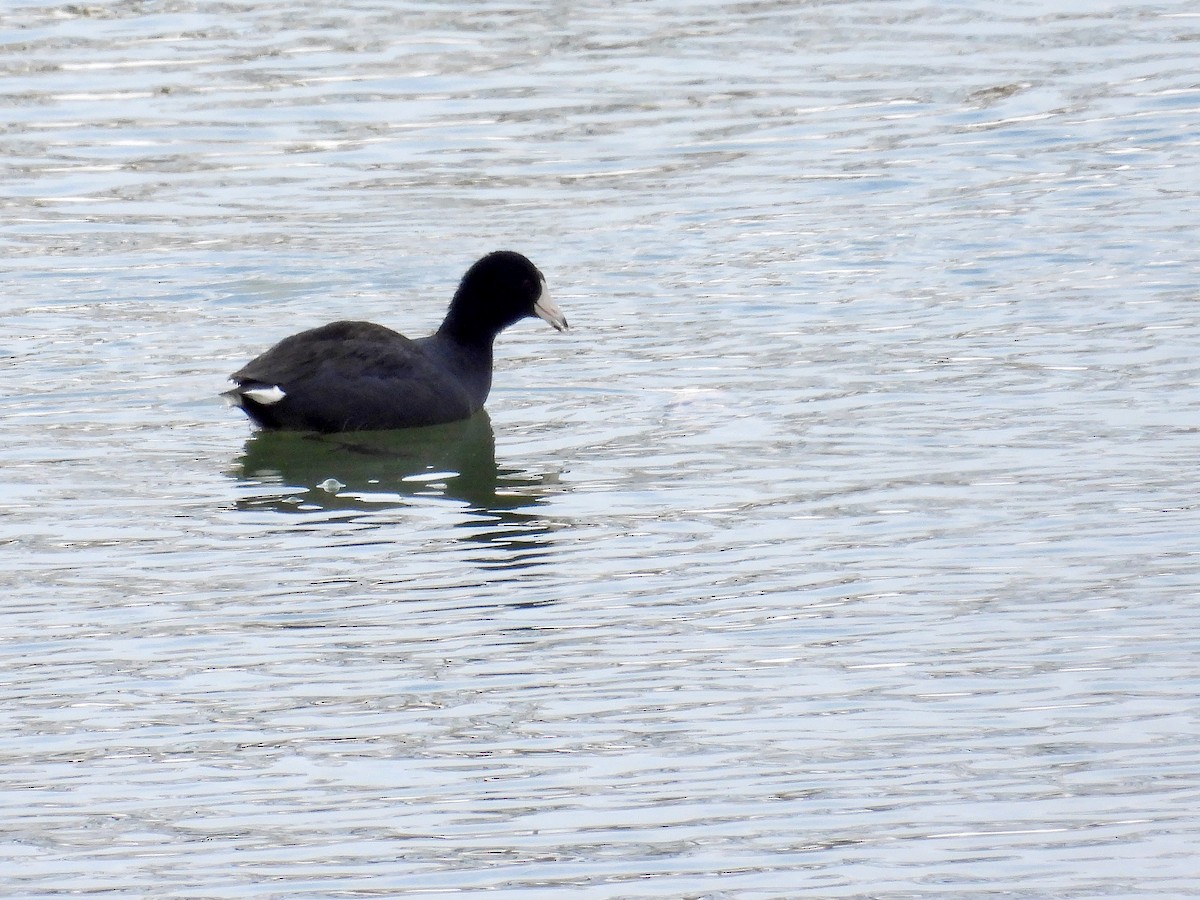 American Coot - ML412304321
