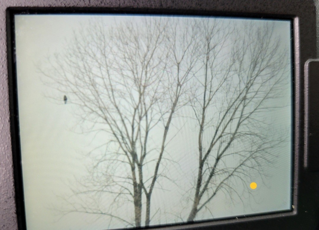 Rough-legged Hawk - ML412304441