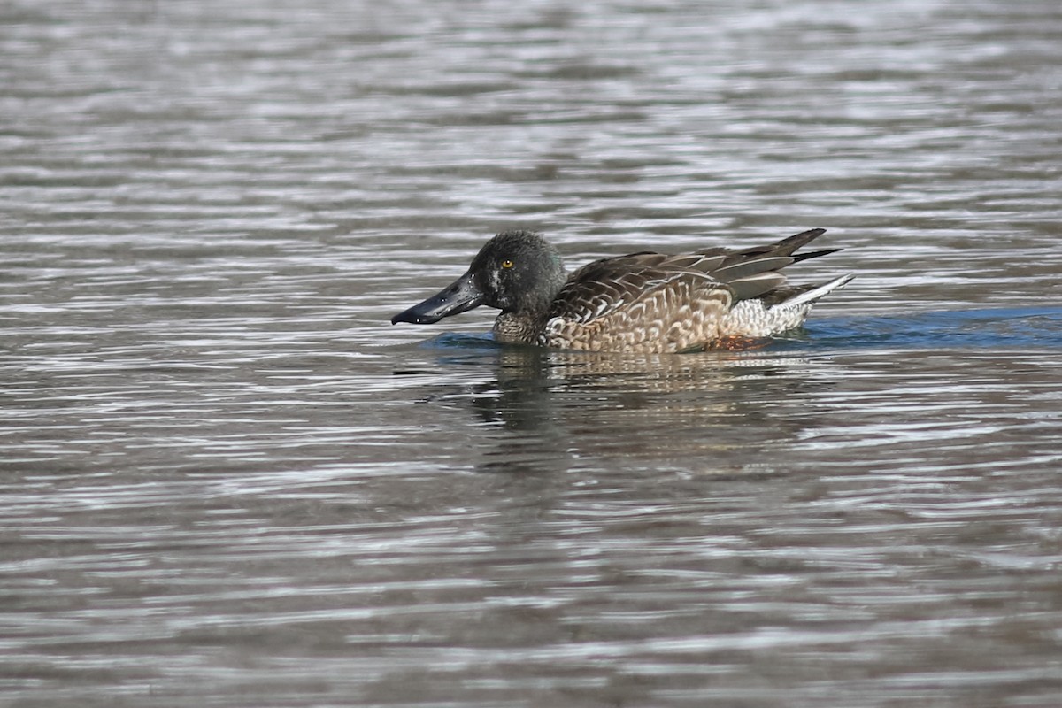 Northern Shoveler - ML412304971