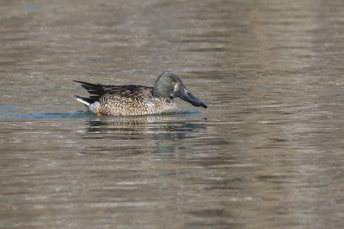 Northern Shoveler - ML412304981