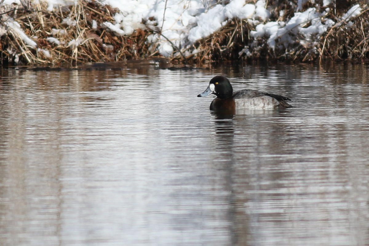 Greater Scaup - ML412305001