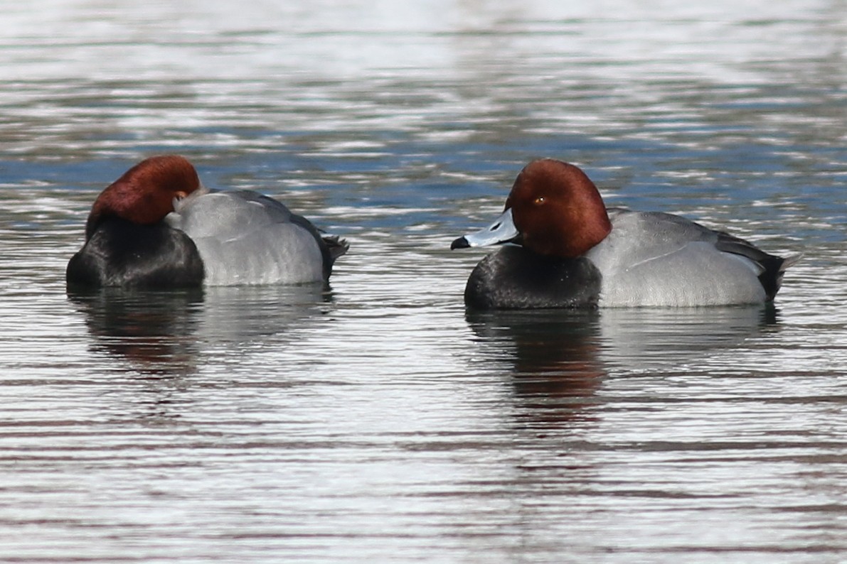 Redhead - ML412305061