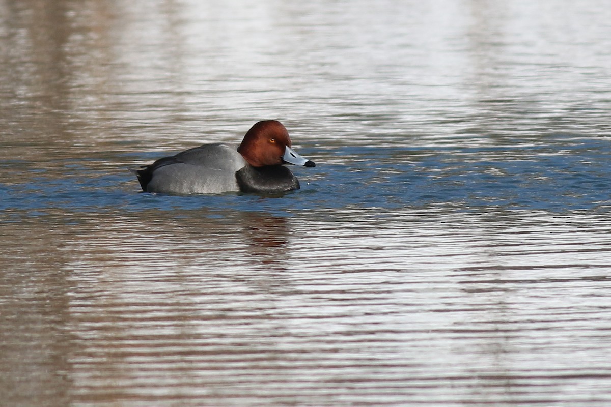 Redhead - ML412305091