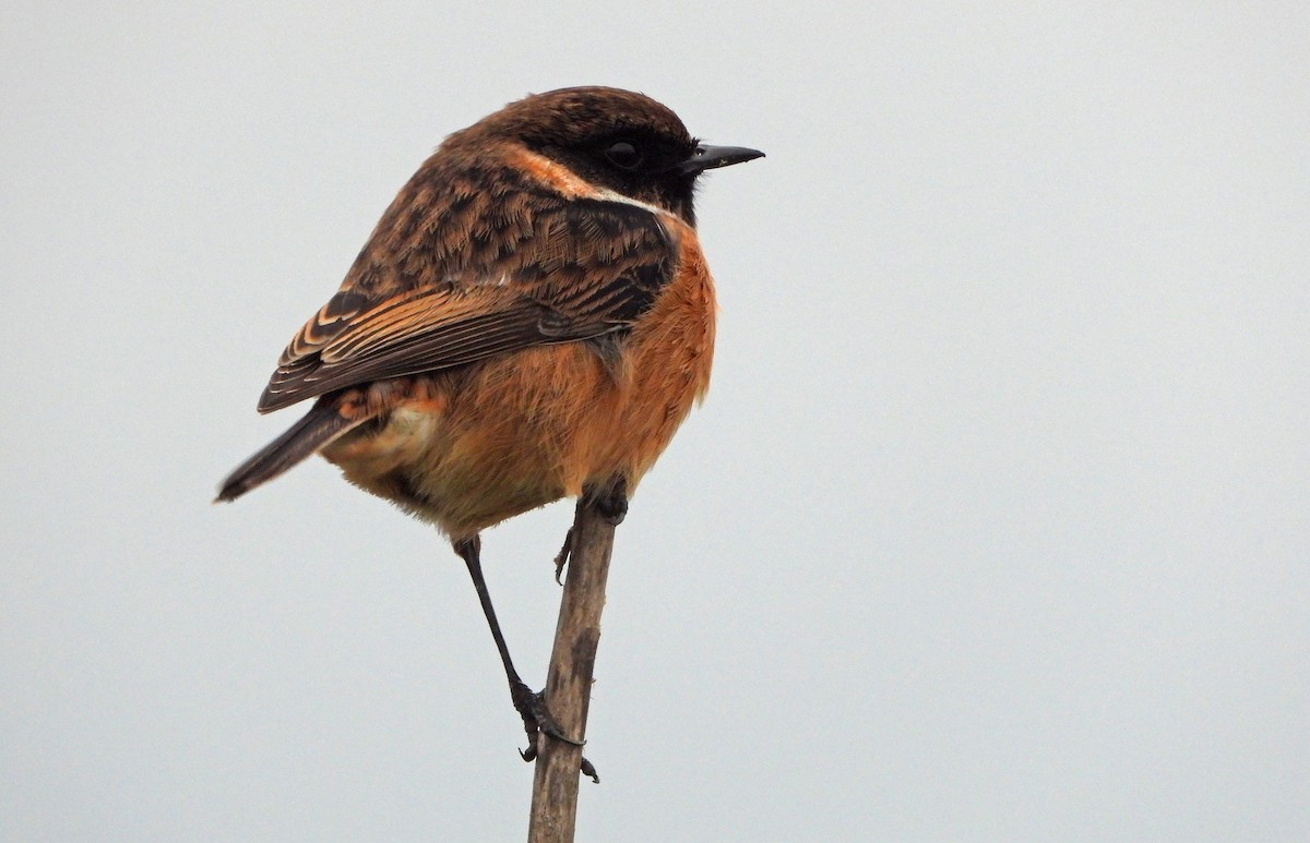 European Stonechat - ML412306061