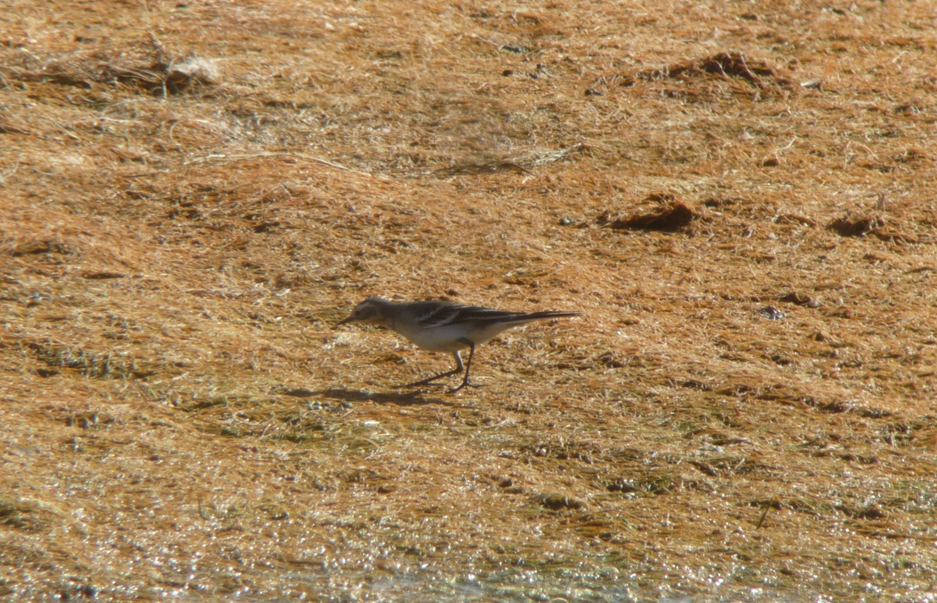 Citrine Wagtail - ML412306961