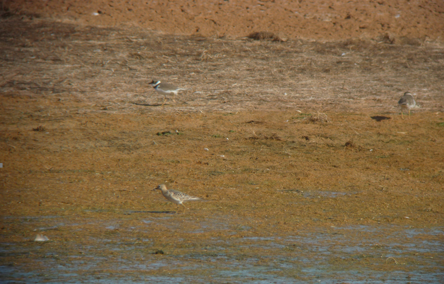 Buff-breasted Sandpiper - ML412307121