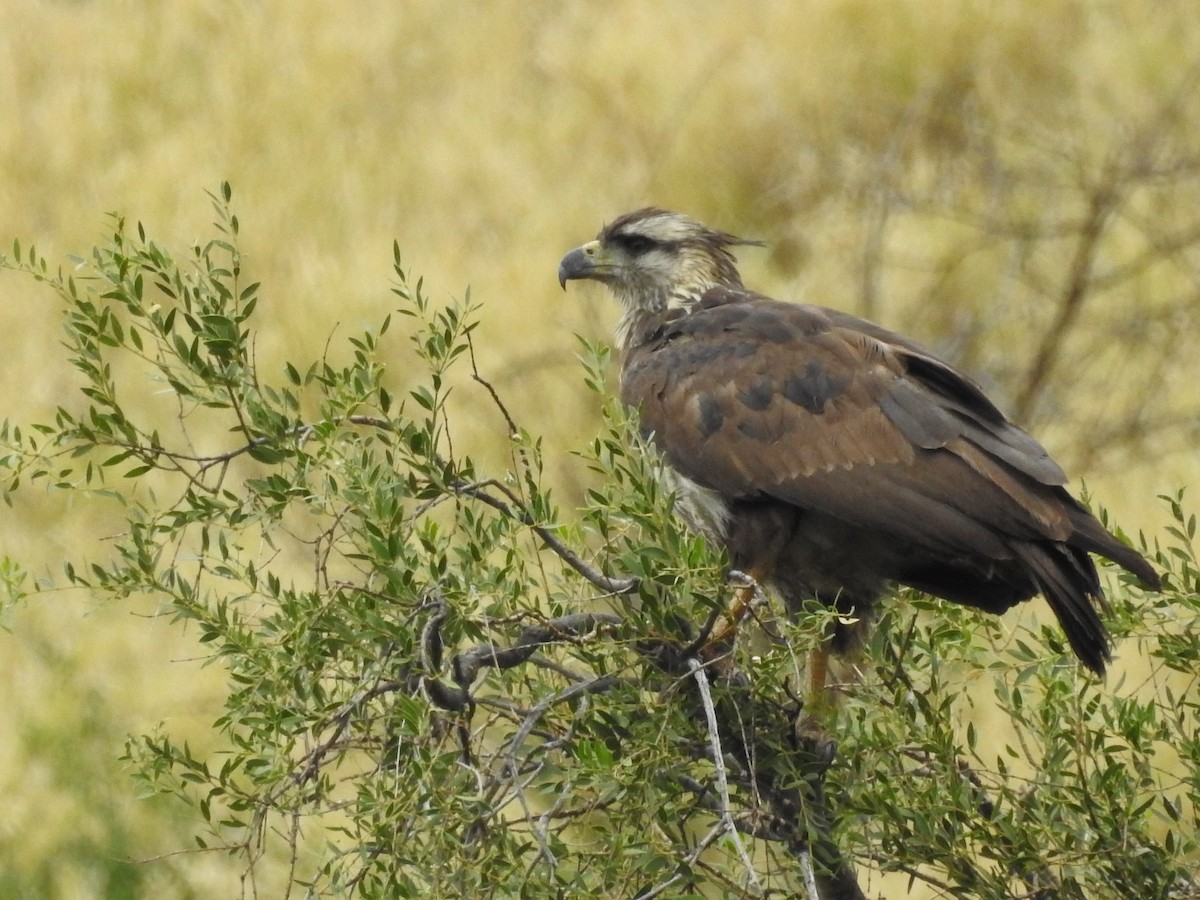 Chaco Eagle - Carolina Busquetz