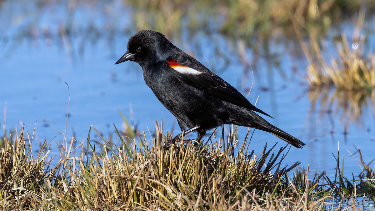 Tricolored Blackbird - ML412309941