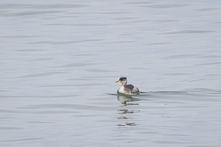 Red-necked Grebe - ML412310091