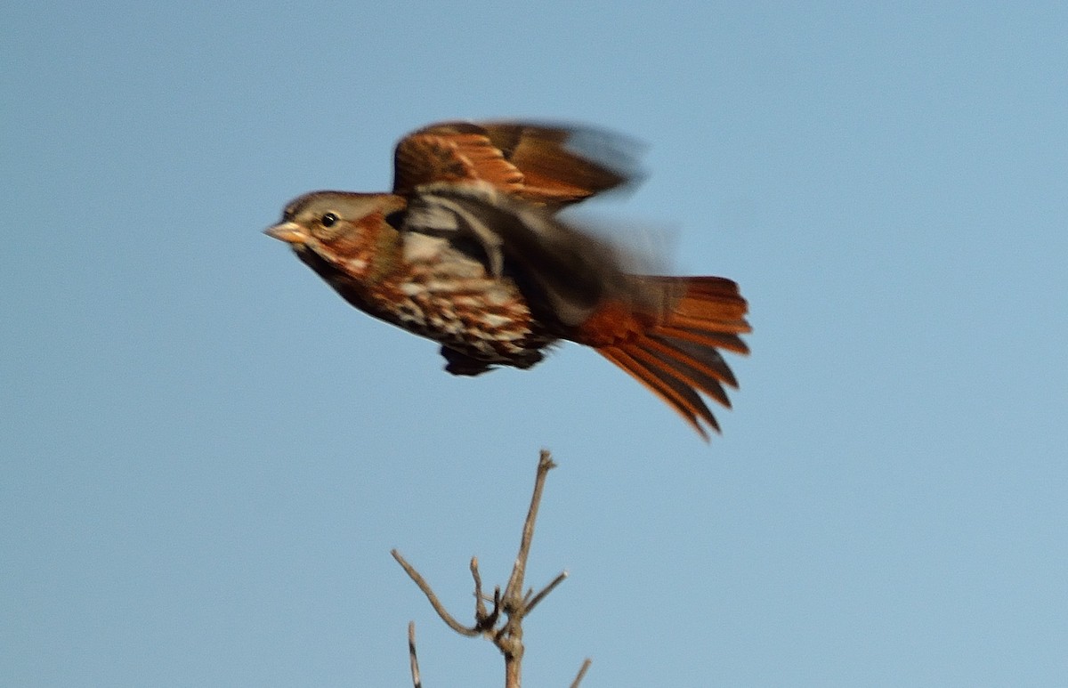 Fox Sparrow - Jason Denesevich