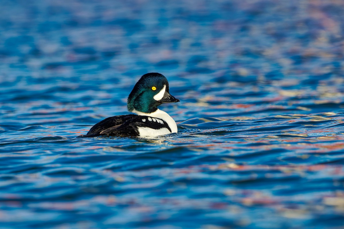 Barrow's Goldeneye - ML412311501