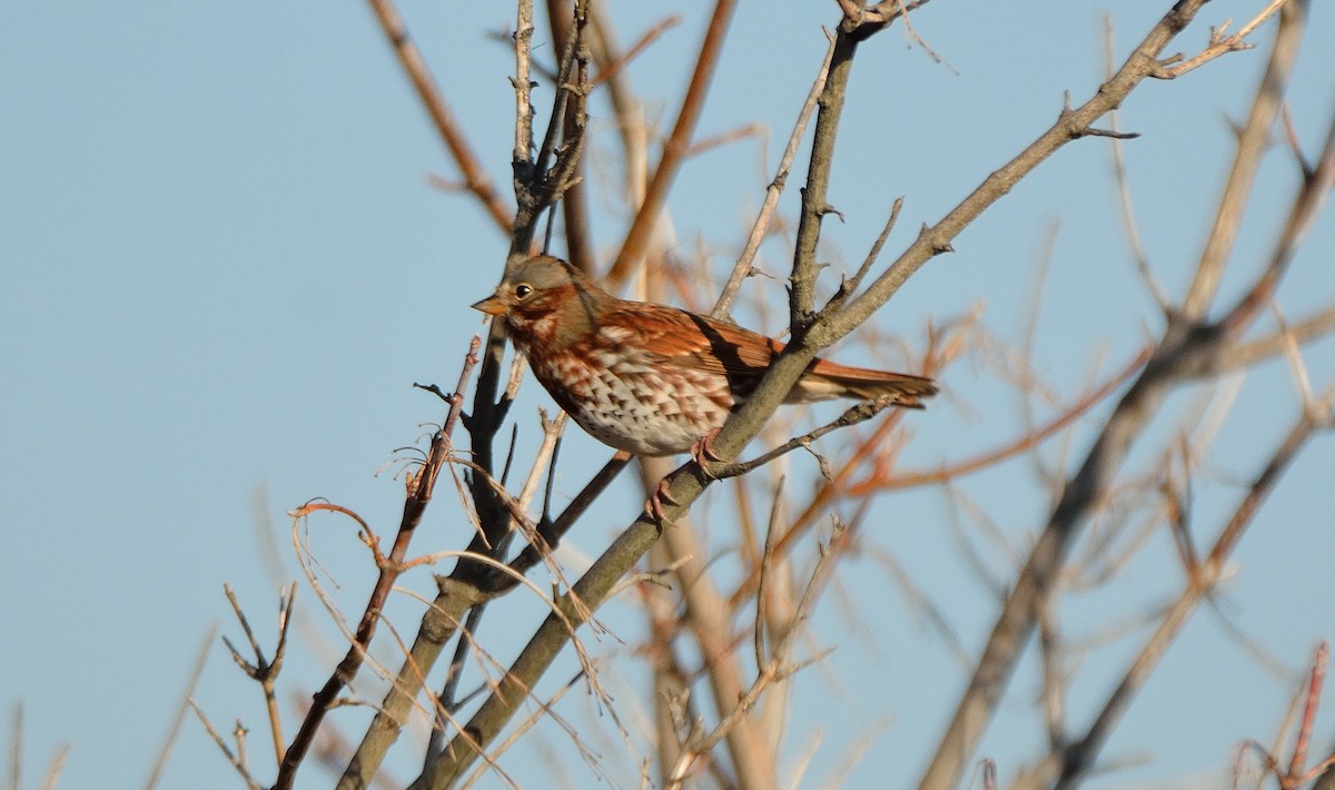 Fox Sparrow - ML41231201