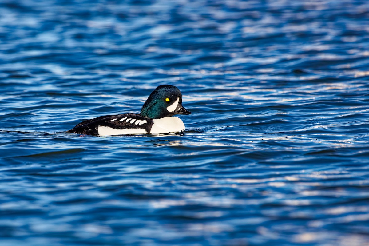 Barrow's Goldeneye - ML412312111