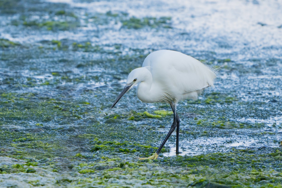 Little Egret - Kike Junco