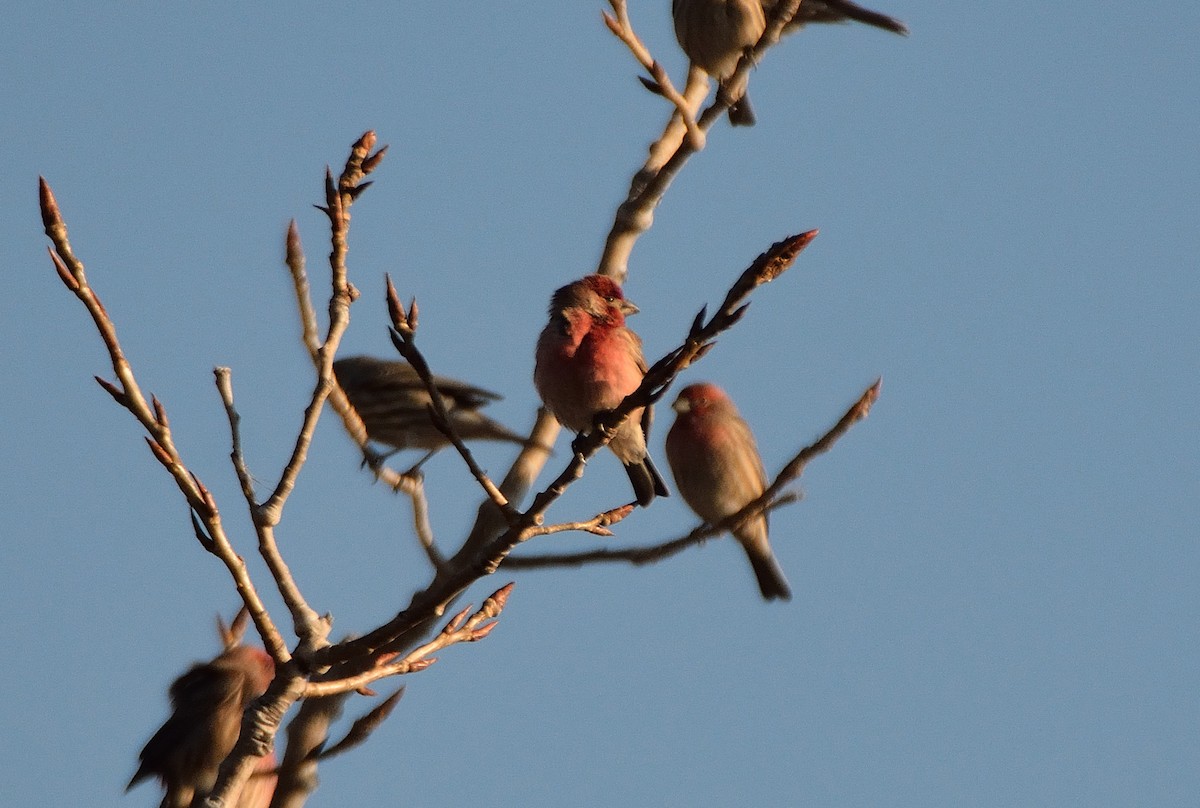 Purple Finch - ML41231341