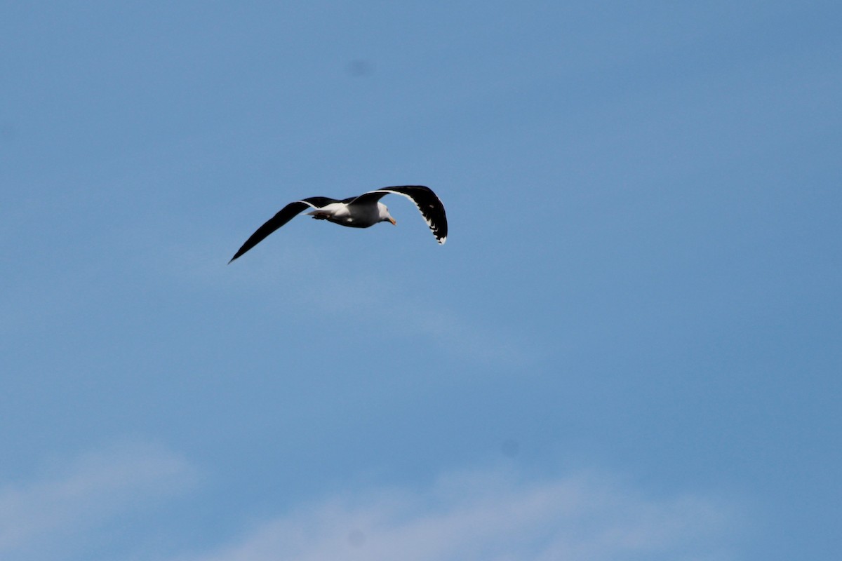 Great Black-backed Gull - Redmond Brubaker