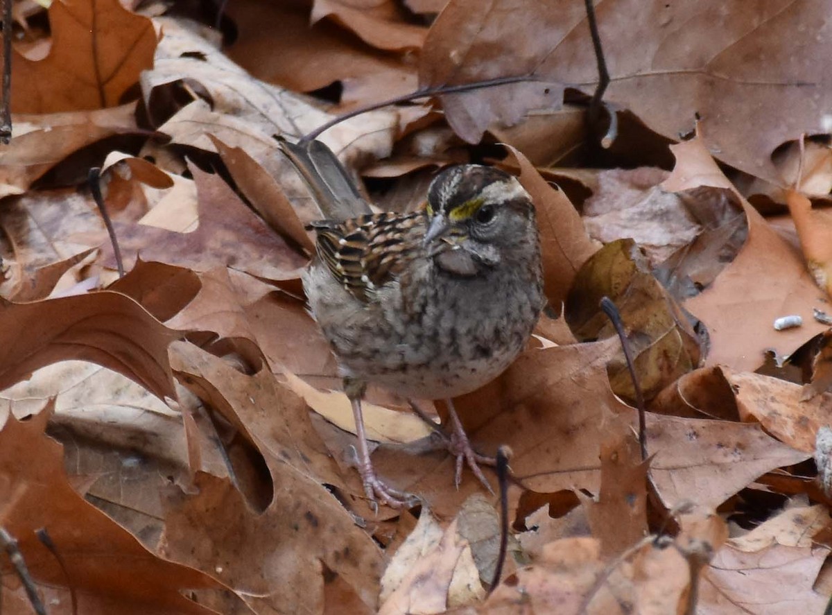White-throated Sparrow - ML412315421