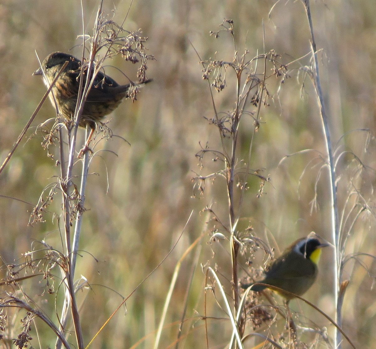 Swamp Sparrow - ML41231701