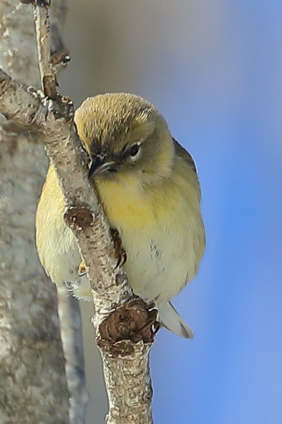 Pine Warbler - ML412317211