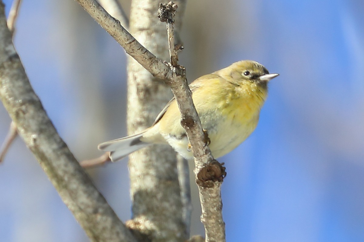 Pine Warbler - ML412317221