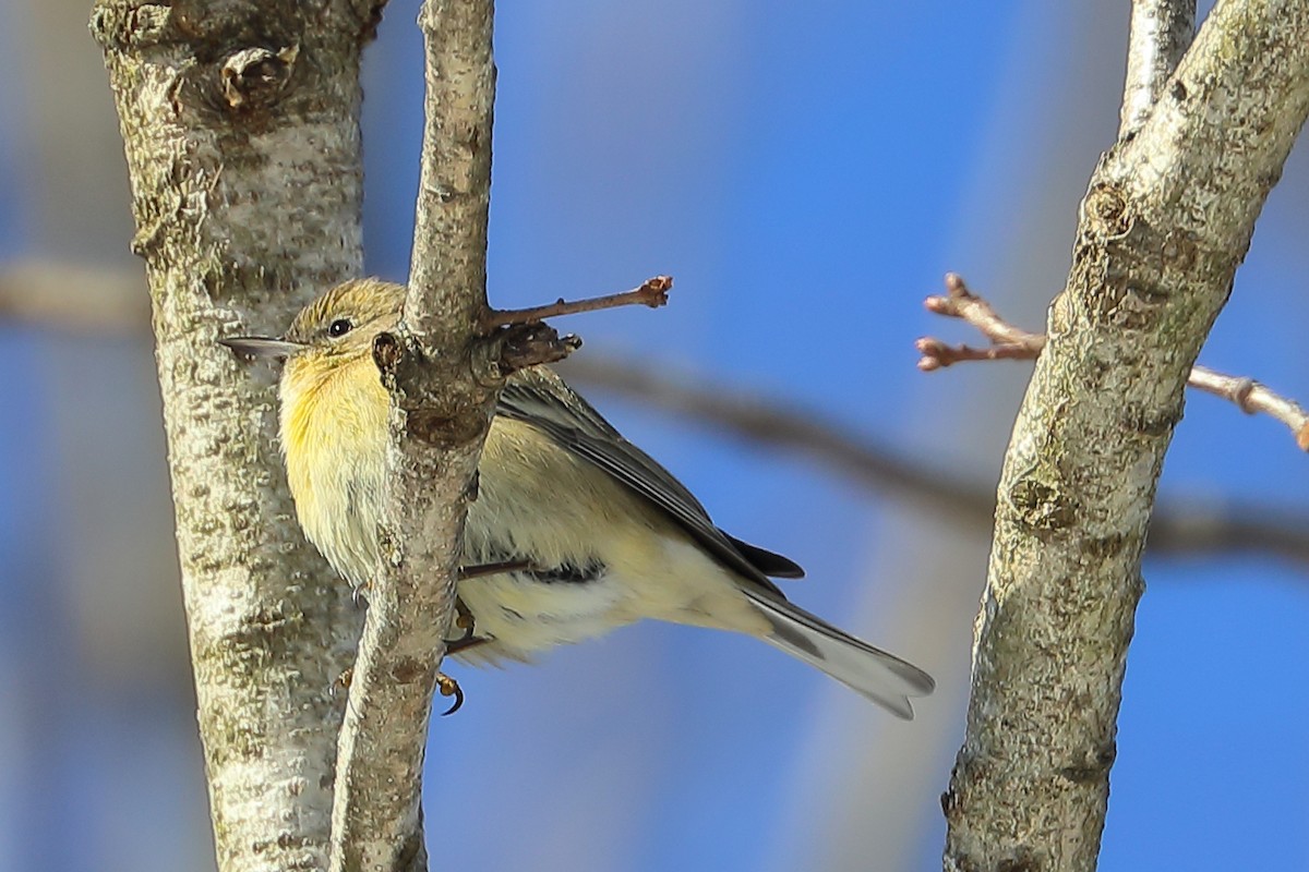 Pine Warbler - ML412317231