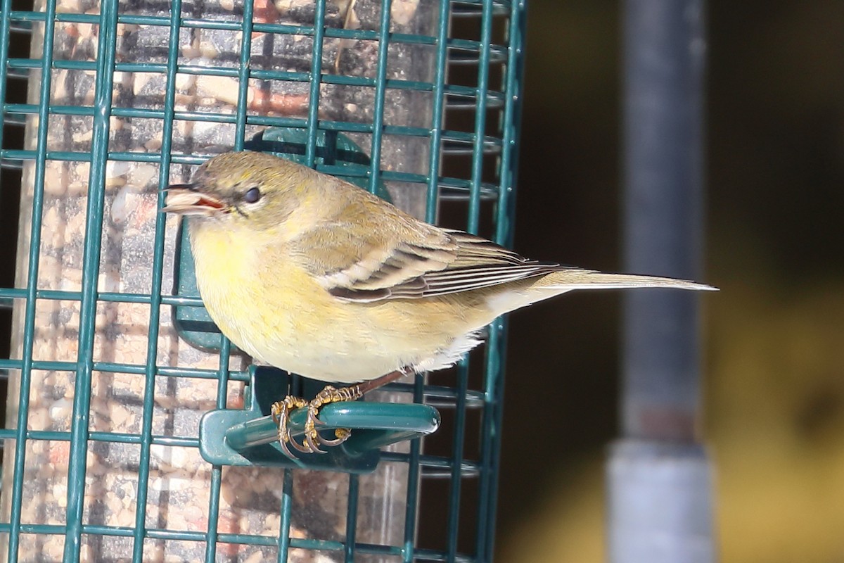Pine Warbler - ML412317241