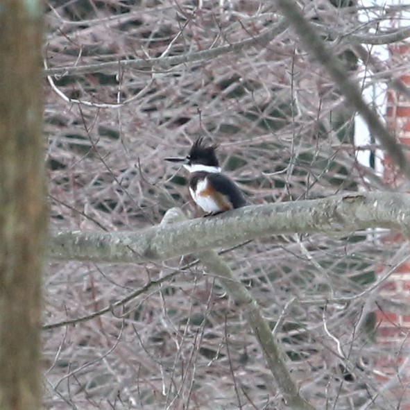 Belted Kingfisher - ML412317571