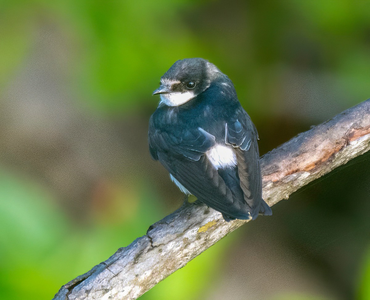 Golondrina de Manglar - ML412317831