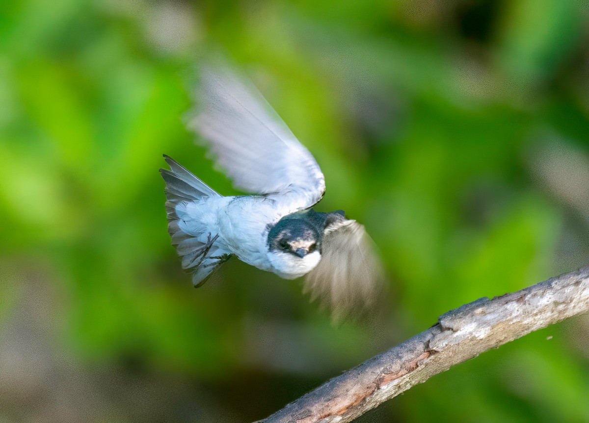 Mangrove Swallow - ML412317871