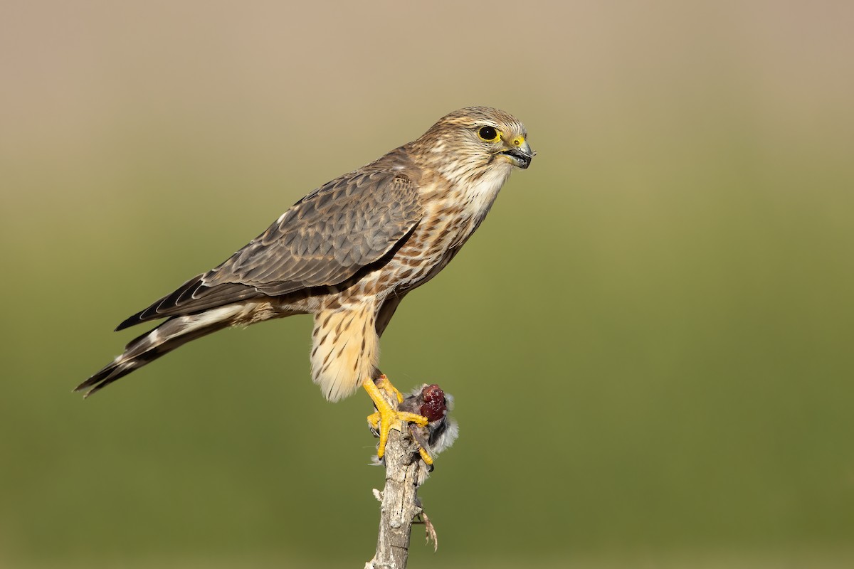 Merlin - Dorian Anderson