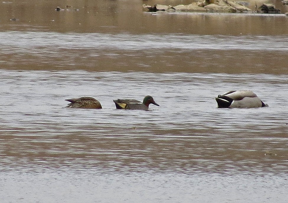 Zertzeta arrunta (eurasiarra) - ML41231851