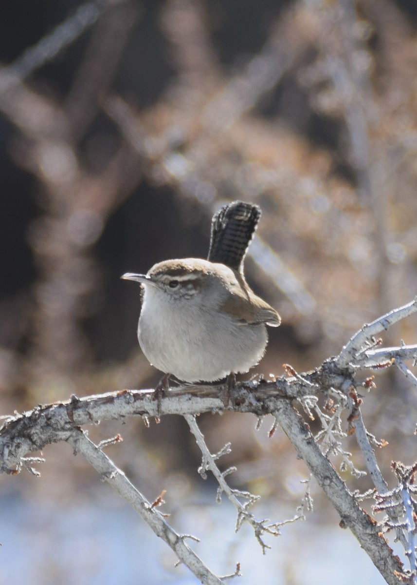 Bewick's Wren - ML412318561