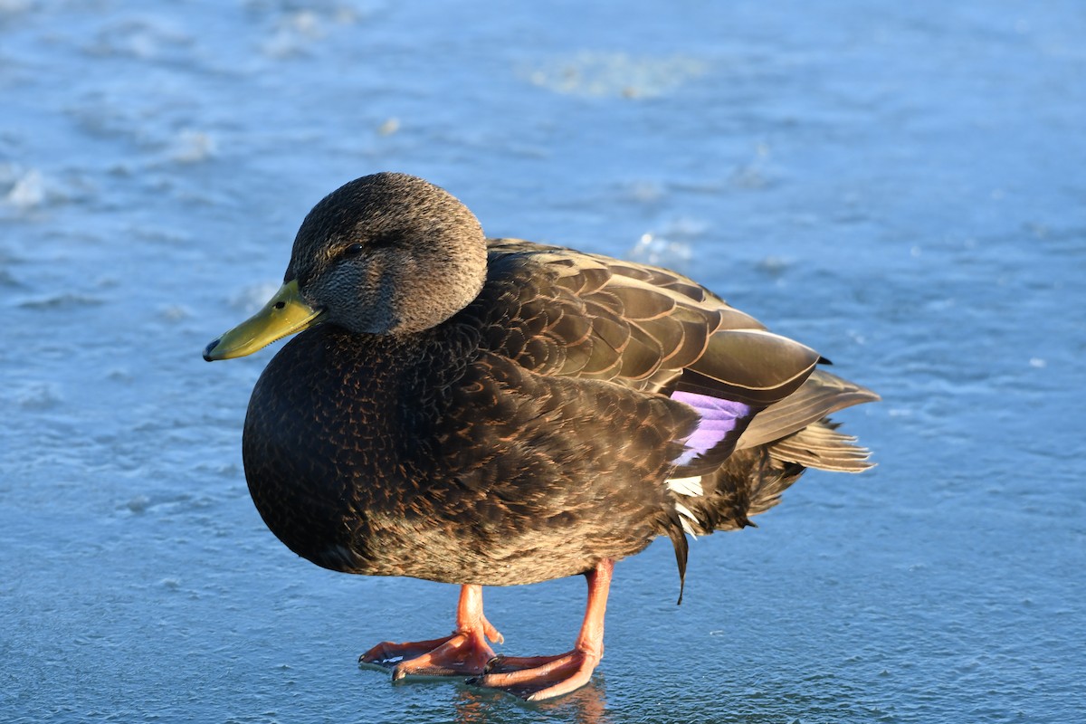 American Black Duck - ML412319261