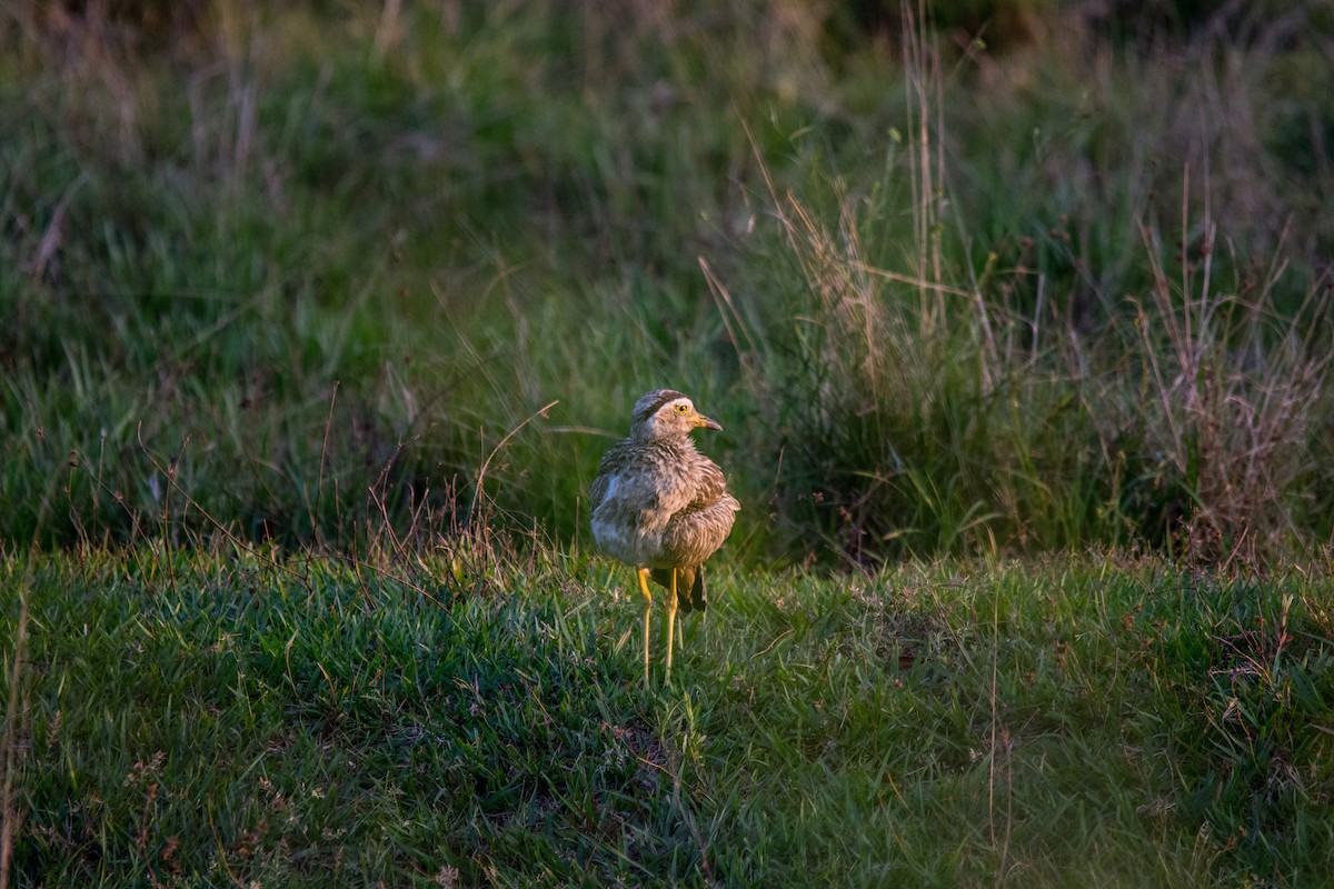 Double-striped Thick-knee - Hugo Gonzalez