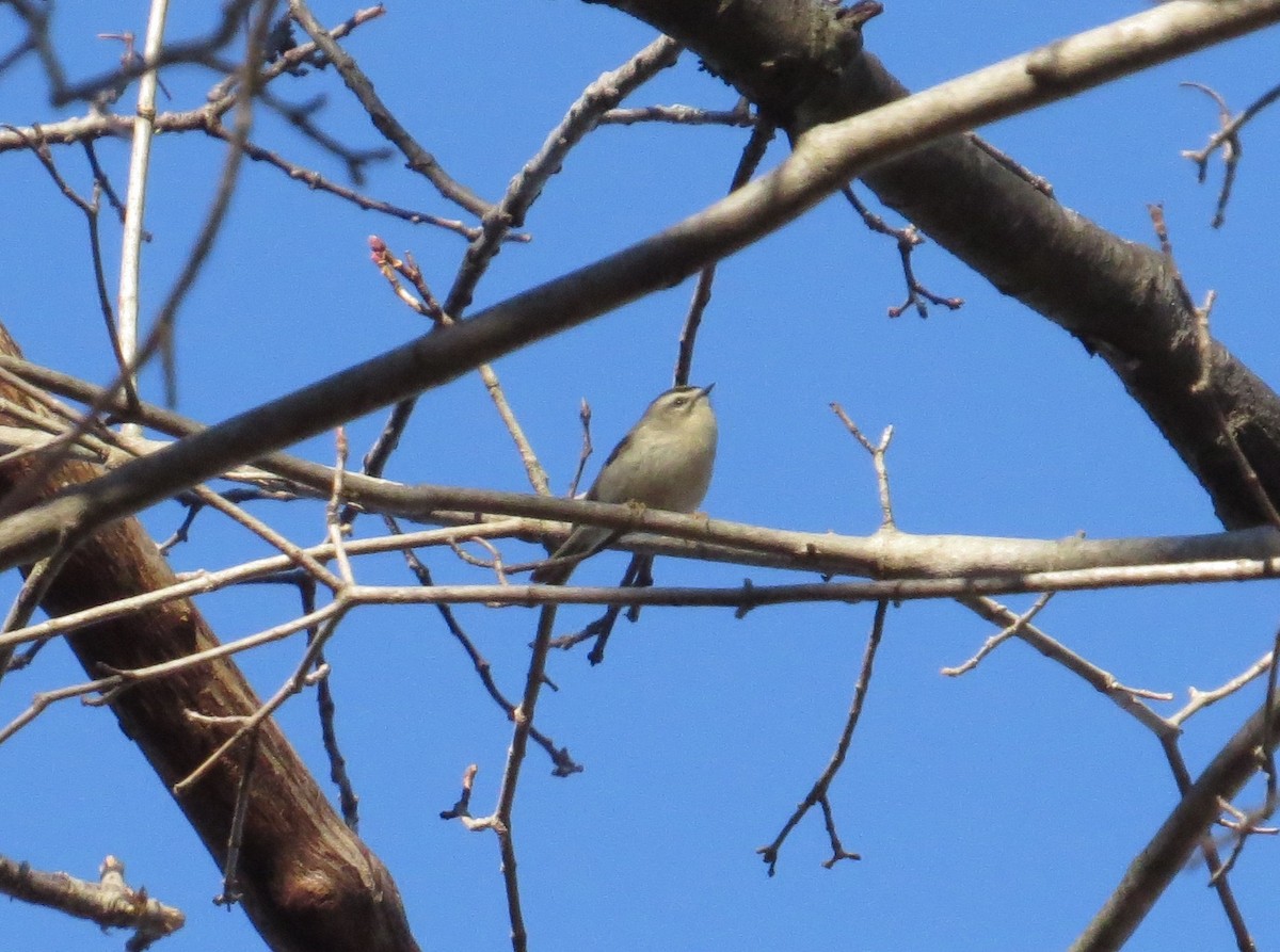 Golden-crowned Kinglet - Glenn Hodgkins