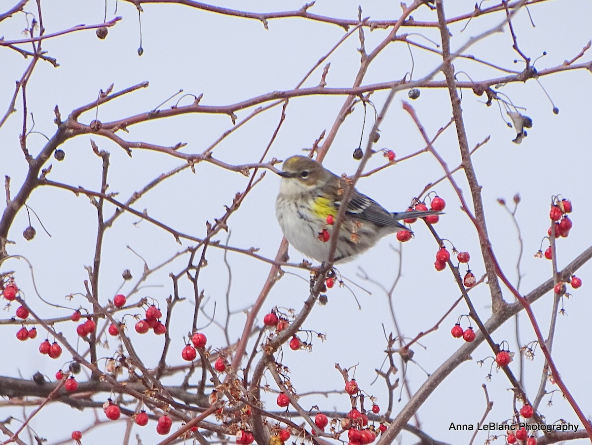 Reinita Coronada (coronata) - ML412327251